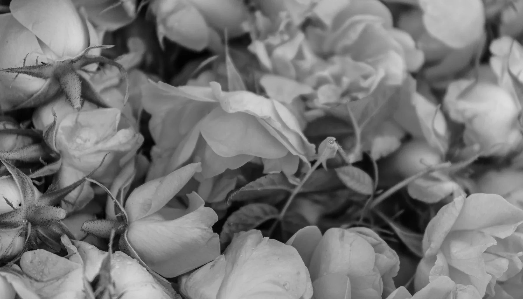 自然の力を、正しく届ける：合成成分を超えるスキンケアの理由