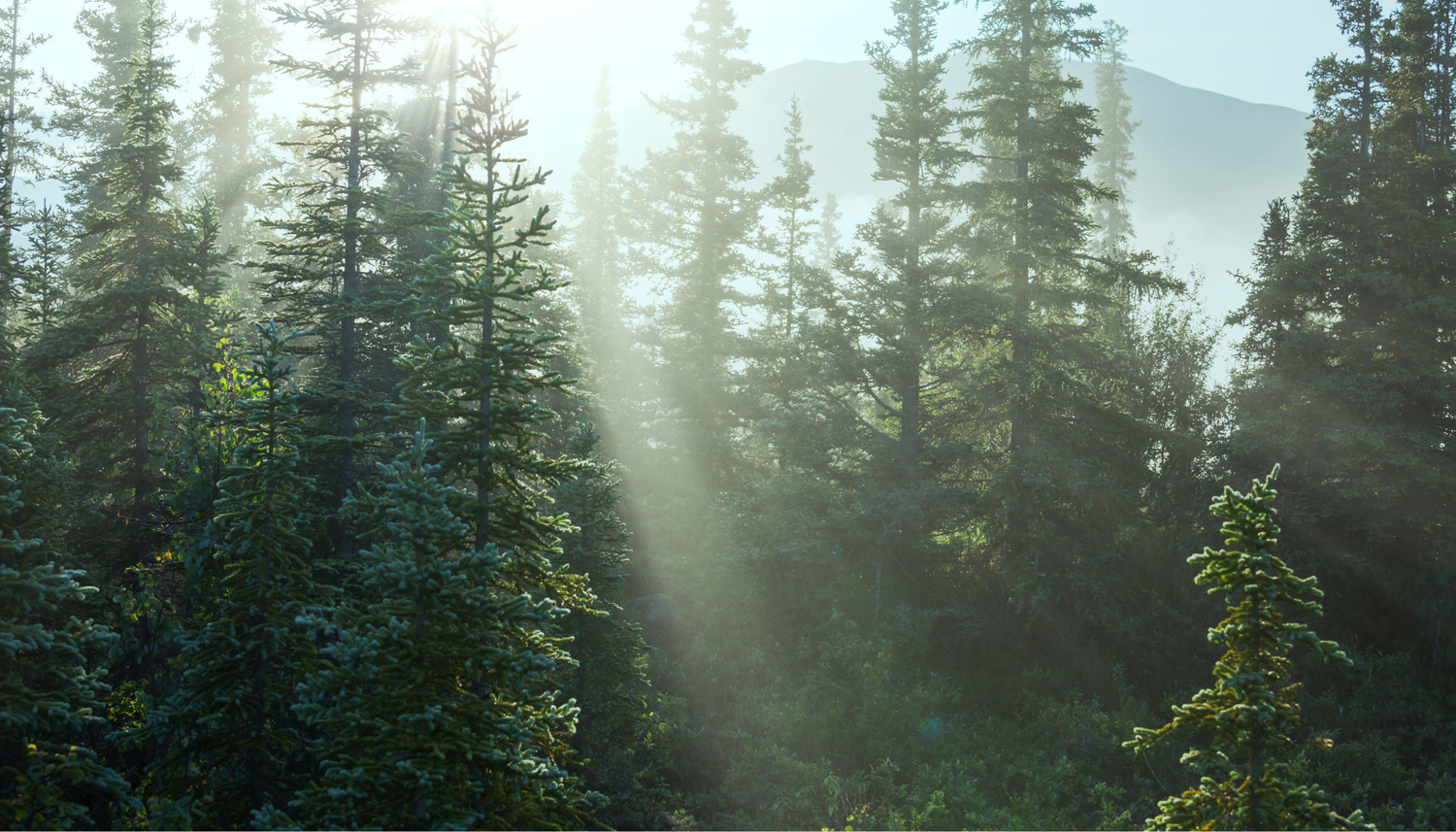 森の中で見つける、心と肌のバランス